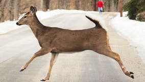 Michigan deer crashes: These counties had the most collisions in 2024
