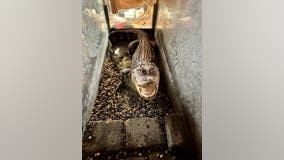 Detroit woman finds alligator in recently-deceased son's bedroom