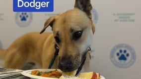 Metro Detroit animal shelter seeks donations to feed pets special Thanksgiving dinners