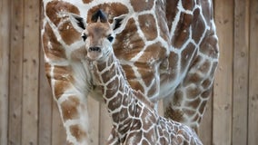 Detroit Zoo welcomes new baby giraffe