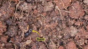 Colony of exotic pavement ants from Lebanon intercepted at Detroit Metro Airport