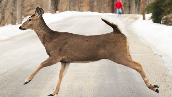 Michigan deer crashes: These counties had the most collisions in 2024