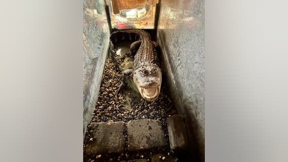 Detroit woman finds alligator in recently-deceased son's bedroom