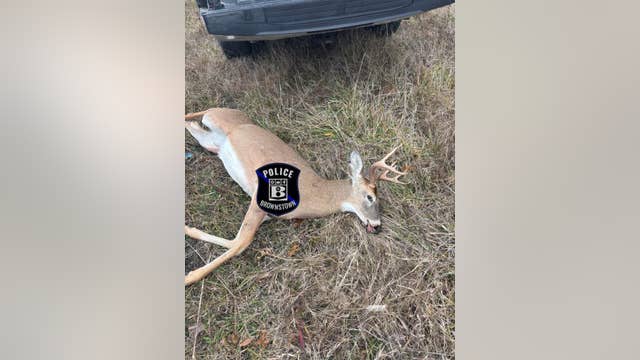 Sound of gunshots leads to discovery of illegal hunting site in Brownstown