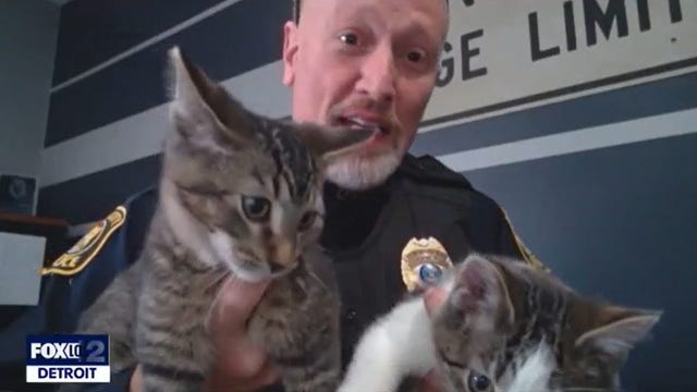 Rescued kittens saved by Union City police become new mascots