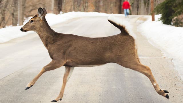 Michigan deer crashes: These counties had the most collisions in 2024