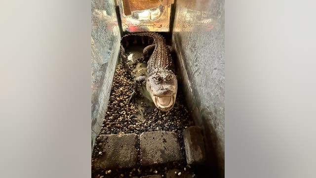 Detroit woman finds alligator in recently-deceased son's bedroom
