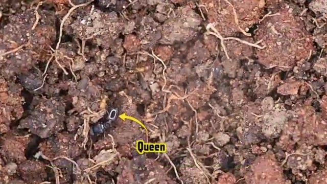 Colony of exotic pavement ants from Lebanon intercepted at Detroit Metro Airport