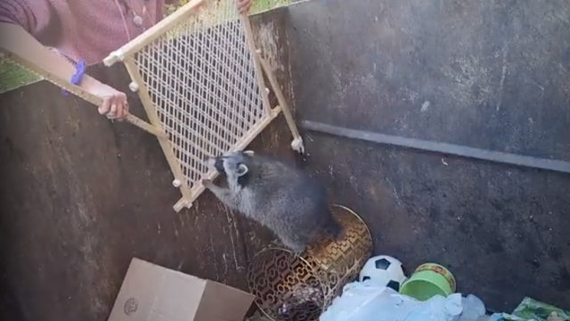 Watch: Michigan woman rescues raccoon stuck inside dumpster