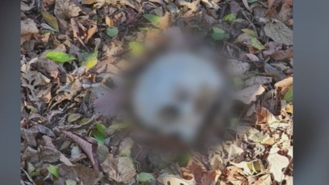 Suspected human skull found by workers in Wayne