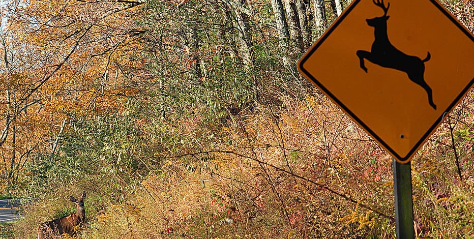 Traffic alert: Busiest month for deer crashes in Michigan arrives