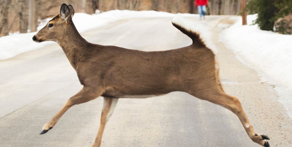 Michigan deer crashes: These counties had the most collisions in 2024