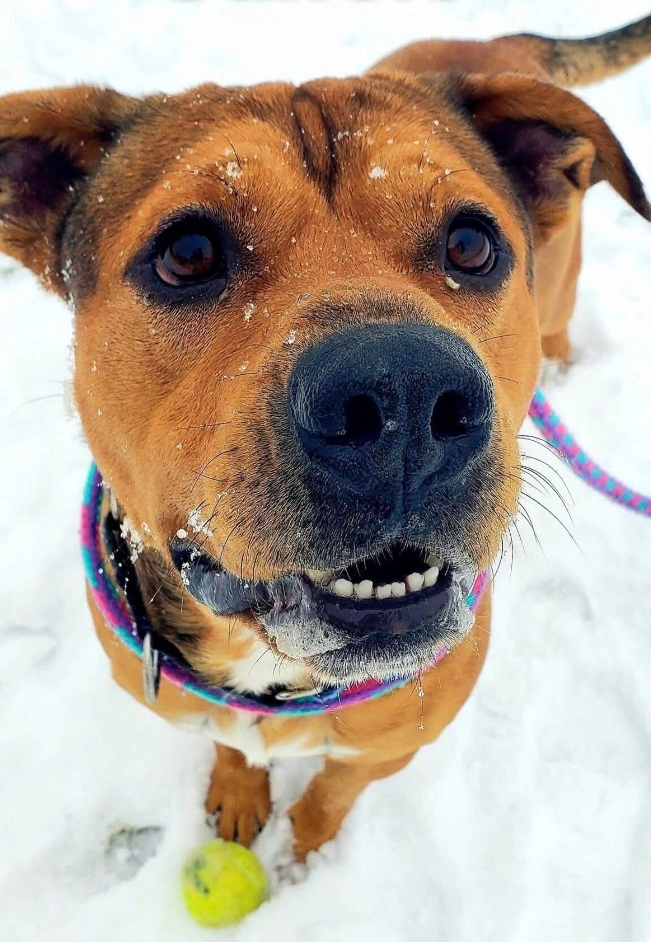 Dog needs home after spending most of year in Oakland County Animal Shelter