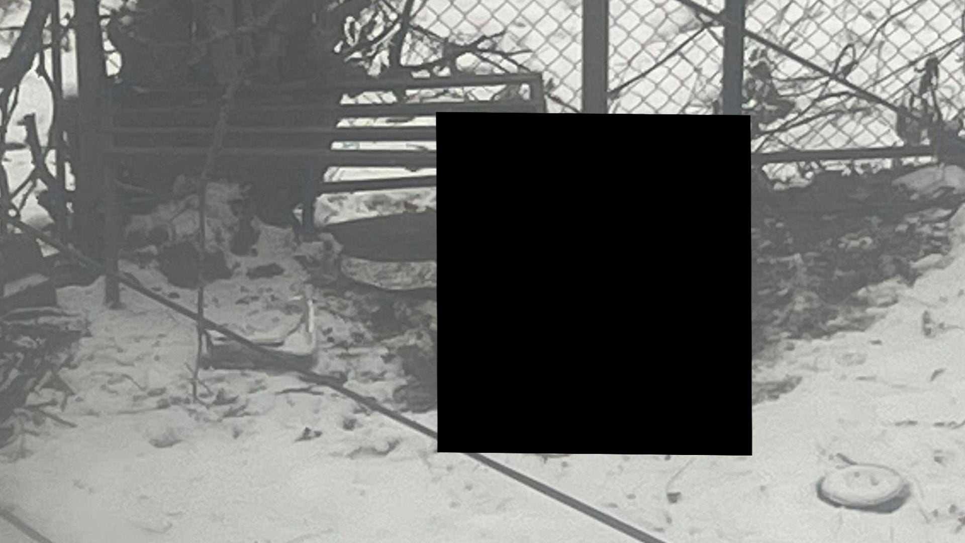 Dog found frozen to death at Detroit home after being allegedly neglected