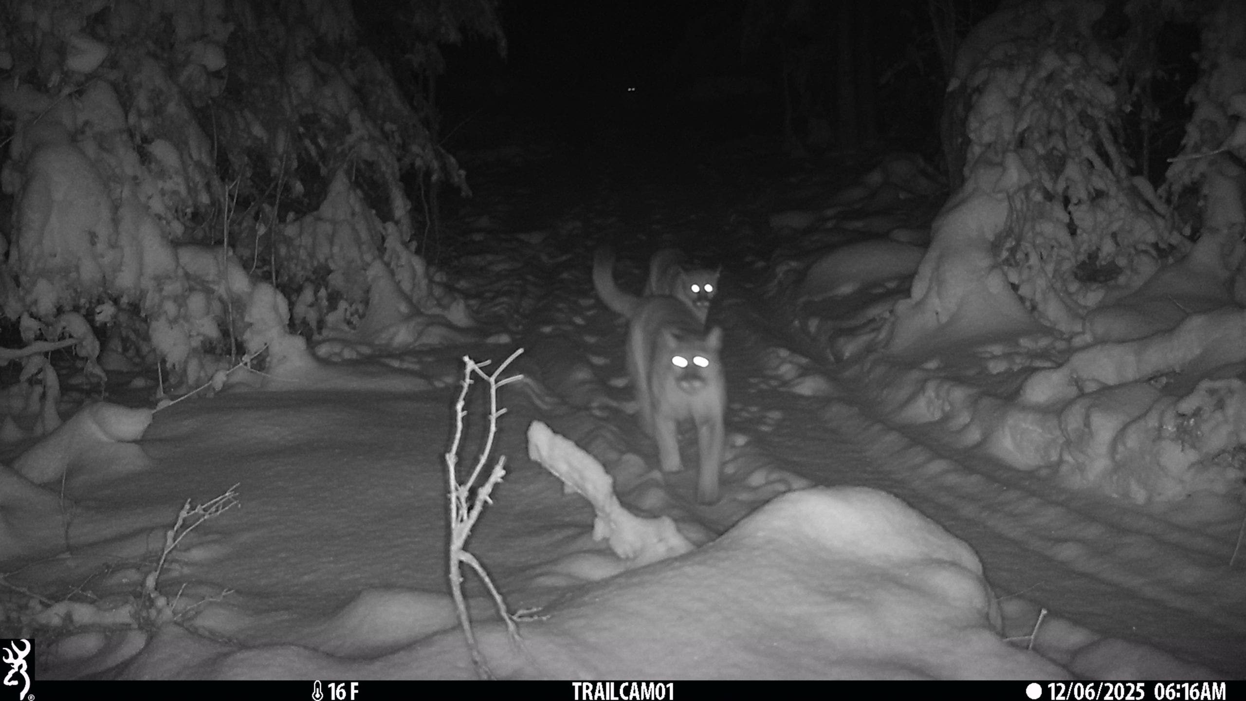 Cougars in Michigan: Elusive cubs spotted with mother in Upper Peninsula