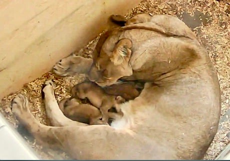 Detroit Zoo has three new cubs join its lion pride
