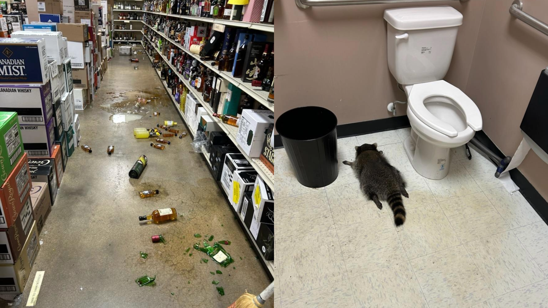 Raccoon breaks into Virginia liquor store, gets drunk, passes out in bathroom
