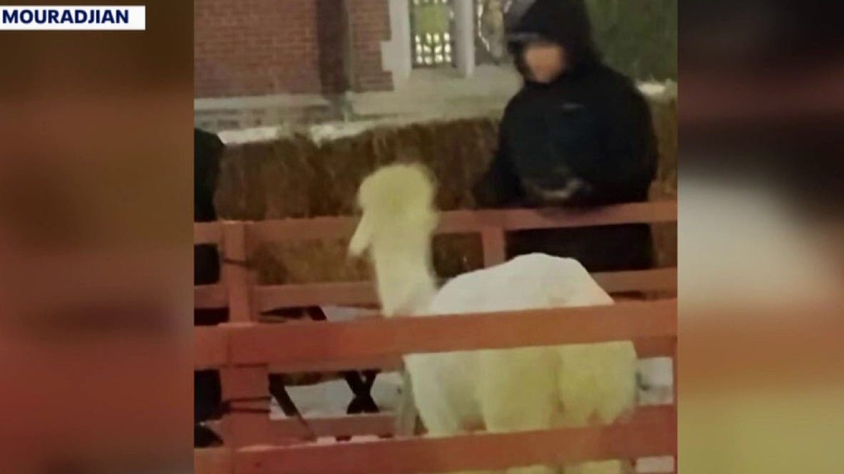 Live nativity scene outside raises animal cruelty questions in Eastpointe