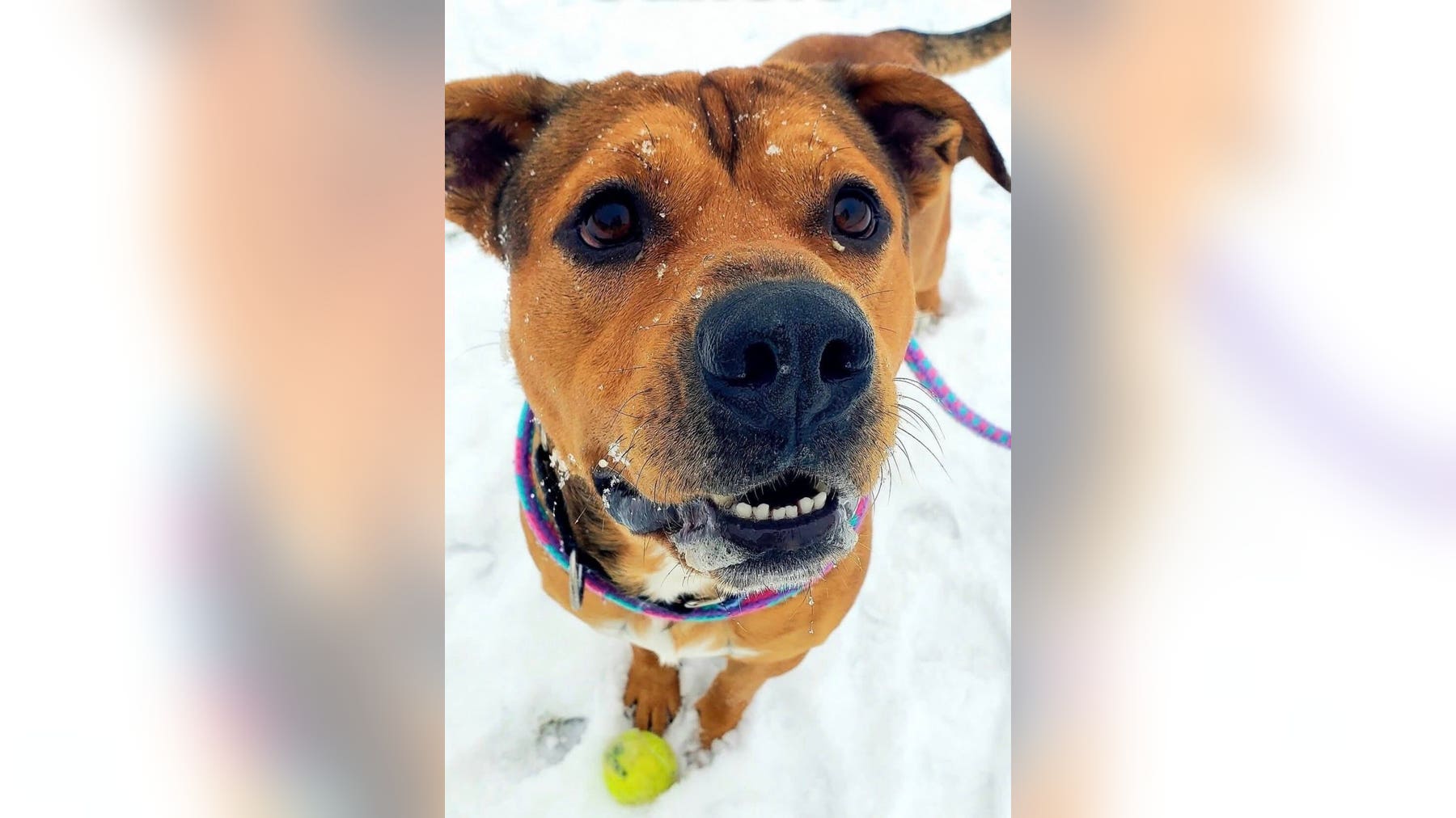 Dog needs home after spending most of year in Oakland County Animal Shelter