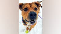 Dog needs home after spending most of year in Oakland County Animal Shelter