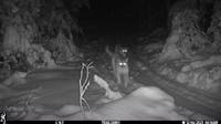 Elusive cougar cubs in Northern Michigan spotted with their mother