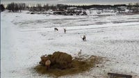 Michigan elk cam launches near Gaylord, offering 24/7 viewing of herd