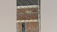 Michigan bobcat perches itself on Upper Peninsula prison fence