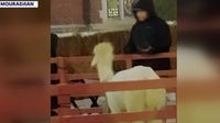 Live nativity scene outside raises animal cruelty questions in Eastpointe