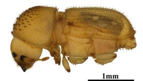 Bark beetle intercepted at Detroit Metro Airport is major threat to agriculture industry