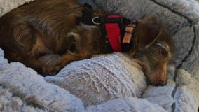 California dog found in Lincoln Park after 4 years, returned to family