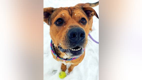 Dog needs home after spending most of year in Oakland County Animal Shelter