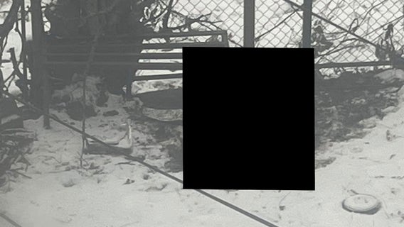 Dog found frozen to death at Detroit home after being allegedly neglected