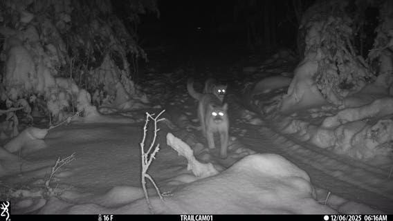 Cougars in Michigan: Elusive cubs spotted with mother in Upper Peninsula
