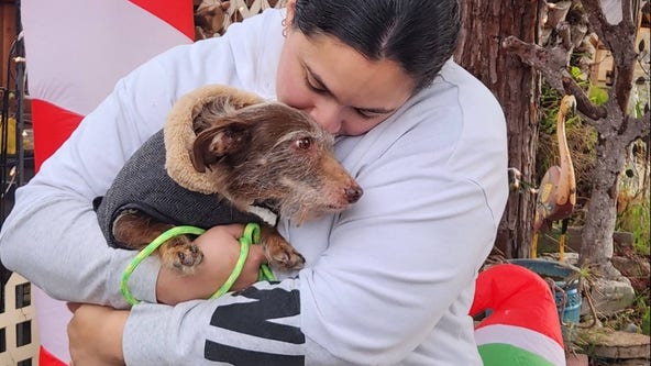 California dog found in Metro Detroit after 4 years, returned to family
