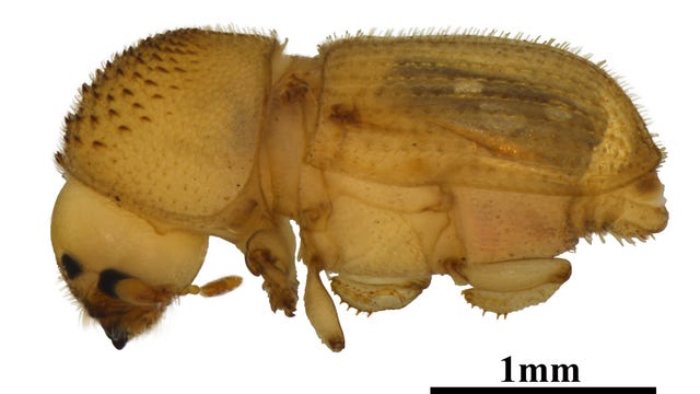 Bark beetle intercepted at Detroit Metro Airport is major threat to agriculture industry