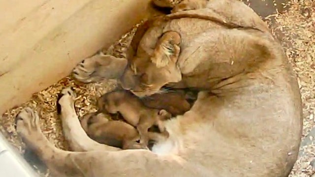 Detroit Zoo has three new cubs join its lion pride