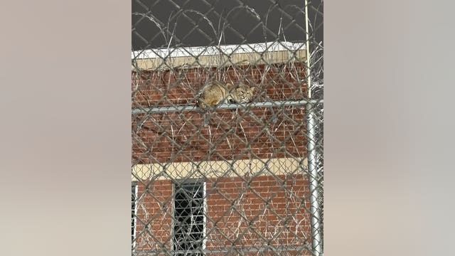 Michigan bobcat perches itself on Upper Peninsula prison fence