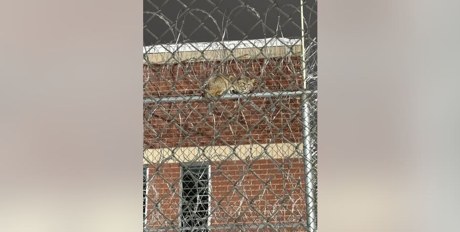 Michigan bobcat perches itself on Upper Peninsula prison fence