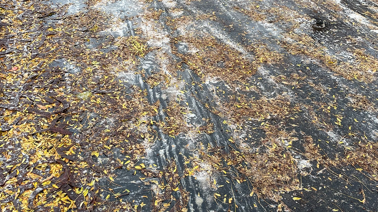 Strange Ann Arbor foam turns out to be residue from honey locust tree seed pods
