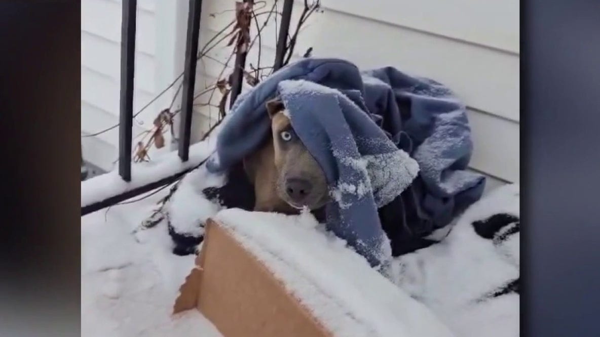 Detroit animal rescue groups working to get stranded dogs out of the extreme cold