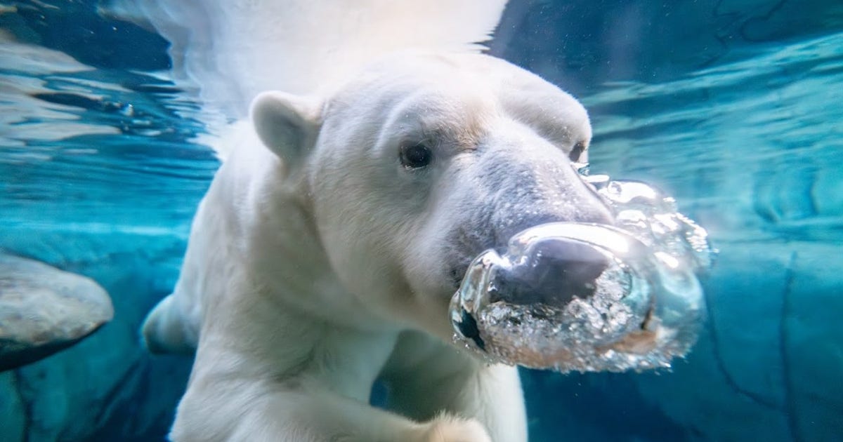 Detroit Zoo welcomes 13-year-old polar bear Kali to Arctic Ring of Life habitat
