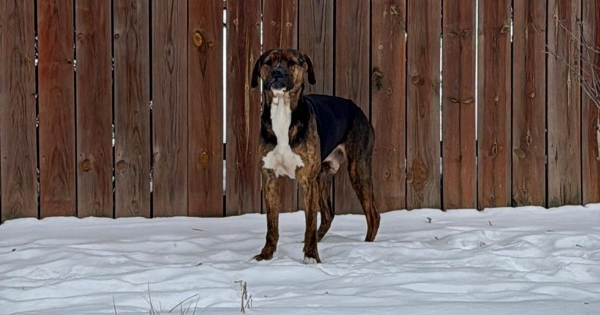 Detroit Dog Rescue in urgent need of short-term fosters during dangerous cold snap