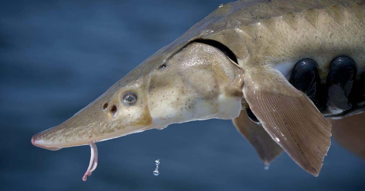 'Basically living dinosaurs': Exploring lake sturgeon ahead of annual Michigan fishing season