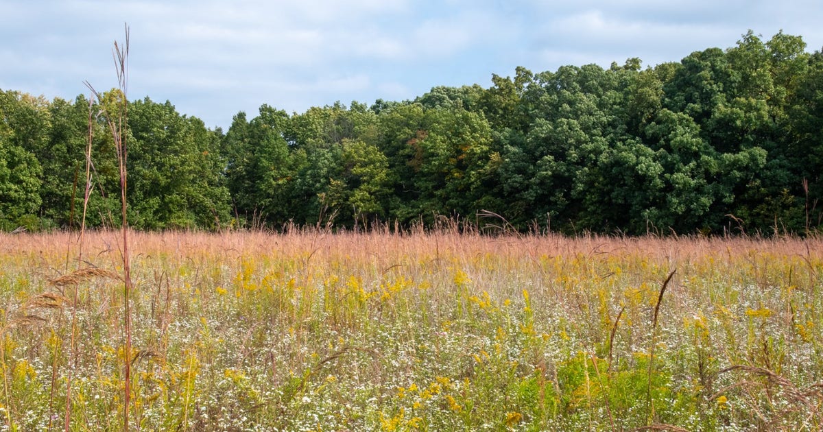 Group wants to save Michigan's rarest prairie