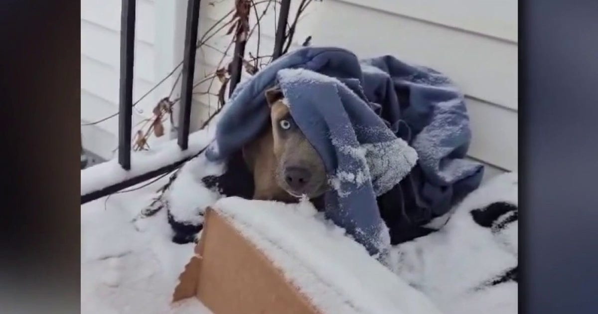Detroit animal rescue groups working to get stranded dogs out of the extreme cold