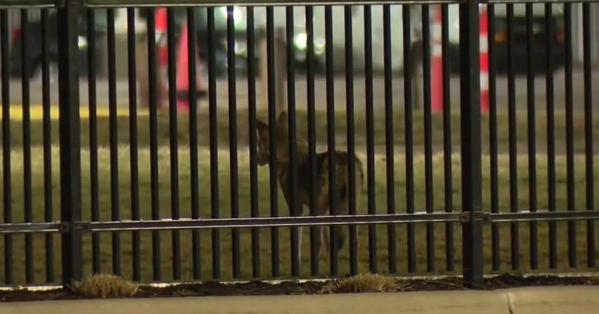 Coyotes spotted in Detroit: What to do to keep your pets safe