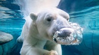 Detroit Zoo welcomes 13-year-old polar bear Kali to Arctic Ring of Life habitat