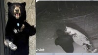Video: Taxidermied 6-foot black bear stolen from west Michigan porch