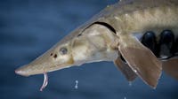 'Basically living dinosaurs': Exploring lake sturgeon ahead of annual Michigan fishing season