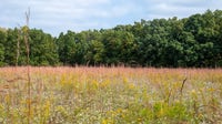 Group wants to save Michigan's rarest prairie